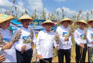 LDII panen bibit sorgum di Blora