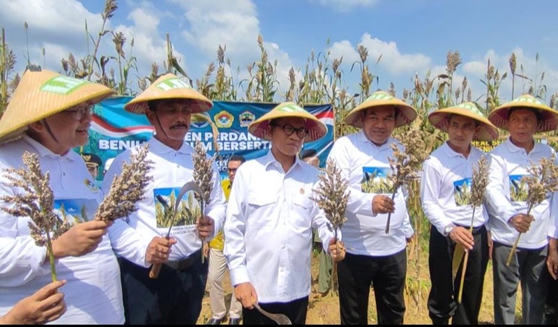 LDII panen bibit sorgum di Blora
